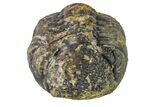 Bargain, Wide, Partially Enrolled Morocops Trilobite - Morocco #157102-2